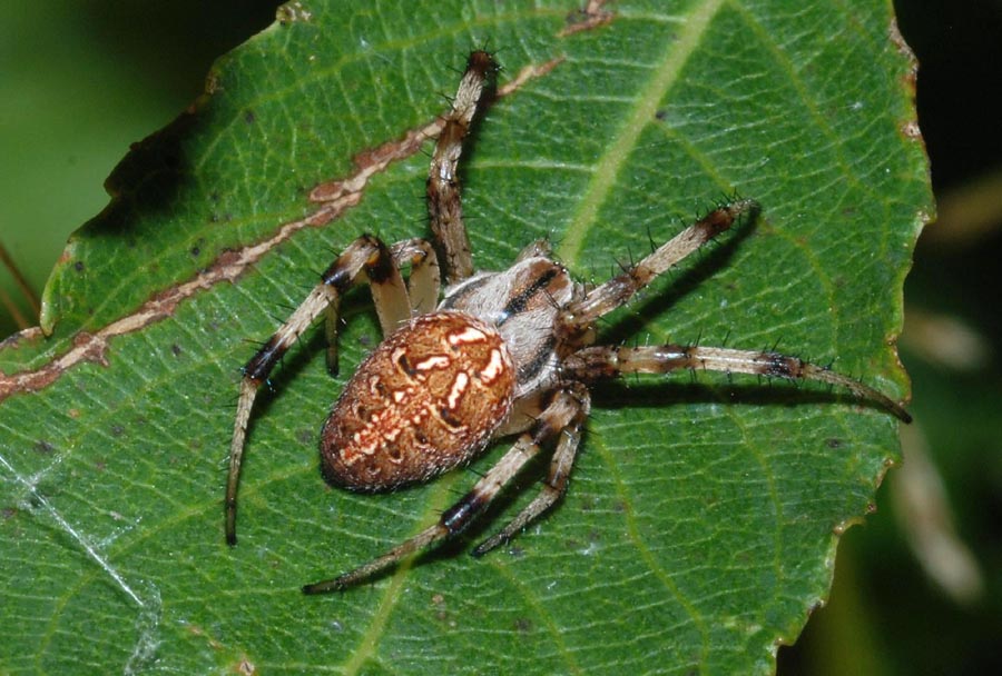 Aiuto determinazione (Neoscona byzanthina)